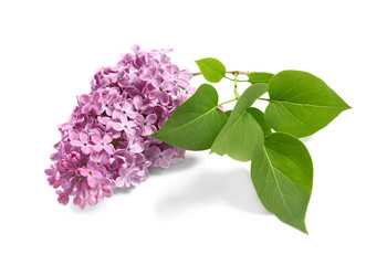 Beautiful lilac flowers on white background