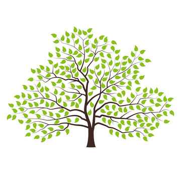 Tree with green foliage. Landscape design, nature, forest of garden symbol. Vector illustration.