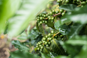 Closeup Kaffee Arabica Kintamani