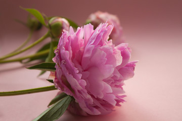 Beautiful pink peony flowers on pink pastel background with copy space for your text, top view, modern style