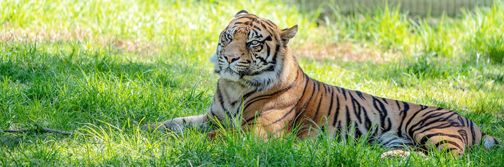 Fototapeta na wymiar Portrait Of A Sumatran Tiger Resting