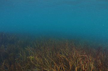 Naklejka na ściany i meble Endless fields of brown Carpophylum seaweeds growing on rock flats in shallow water.
