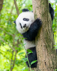  A cute little panda is climbing a tree trunk