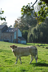 agriculture vache