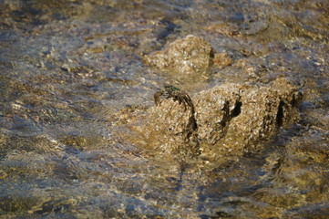 Crab on stones in the water