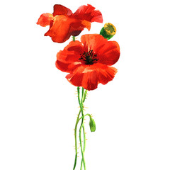 Naklejka premium Czerwony kwiat maku, dzikie kwiaty, romantyczny, dziki kwiat, na białym tle, element karty ślubu, zaproszenie, ręcznie rysowane akwarela ilustracja na białym tle