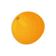 Mandarin close up. Vector illustration on white background.