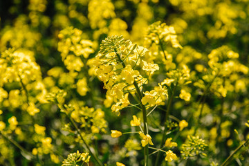 Obraz premium Rapeseed flowers