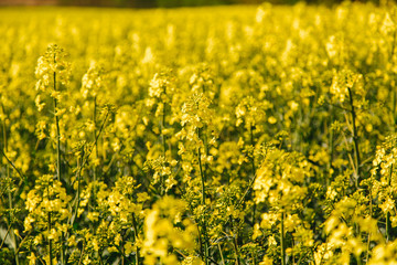 Rapeseed flowers.