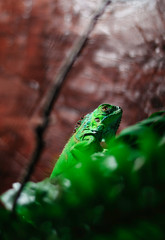 IGUAN