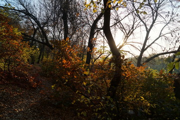 autumn in the park