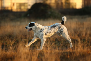 Portrait of Central Asian Shepherd Dog outdoor