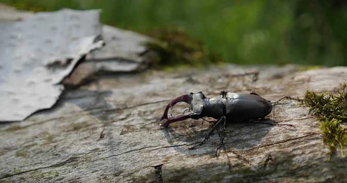 The deer beetle is on the tree. Lucanus Cervus