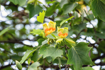 Amazing nature floral background with flowering Tulip tree or Liriodendron in the spring garden, photography of beautiful flowers suitable for wallpaper or desktop background