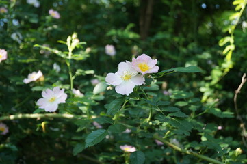 white flowers in garden