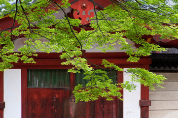 奈良の寺の建物と綺麗な新緑