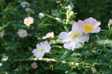 white flowers in garden