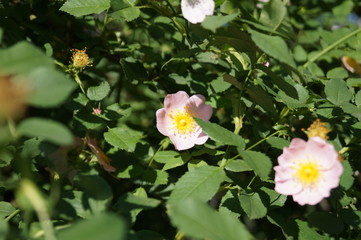 Fototapeta premium flowers in garden