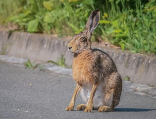 Hase am Wegrand