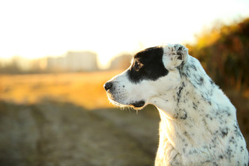 Portrait of Central Asian Shepherd Dog outdoor