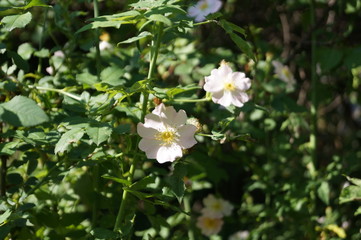 white flowers in garden