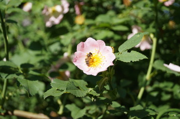 flower in the garden