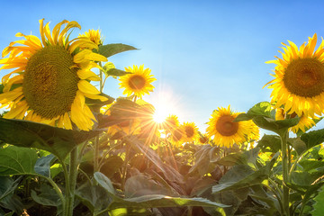 Sunflowers or helianthus at sunset, field of beautiful yellow flowers in sunshine against a blue sky and sun with rays, nature photography suitable for wallpaper or desktop background