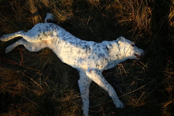 Portrait of Central Asian Shepherd Dog outdoor