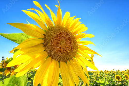 Sunflowers Or Helianthus At Sunset Field Of Beautiful Yellow