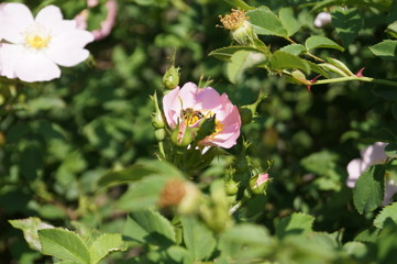 bee on flower
