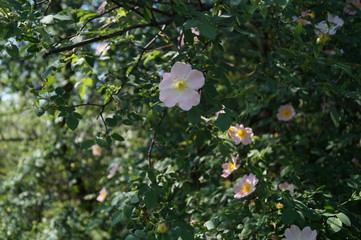 flowers in garden