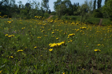 field of dandelions