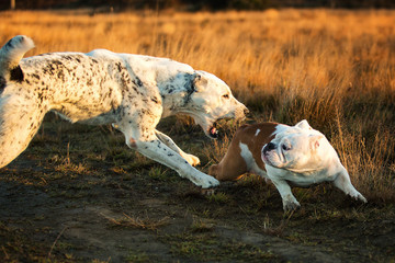 Two dogs at walk on autumn field at dawn