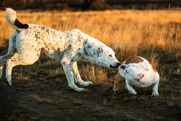 Two dogs at walk on autumn field at dawn