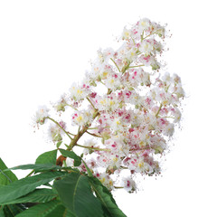 Flowers of chestnut (Aesculus hippocastanum) isolated on white