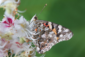 Butterfly - Painted Lady on flowers of chestnut