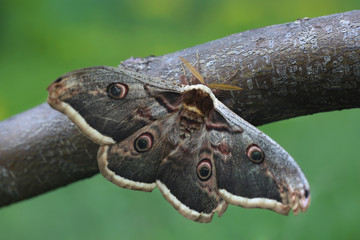Giant Peacock Moth (Saturnia pyri)