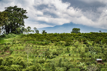 Fototapeta na wymiar Kaffeeplantage Bali Kintamani