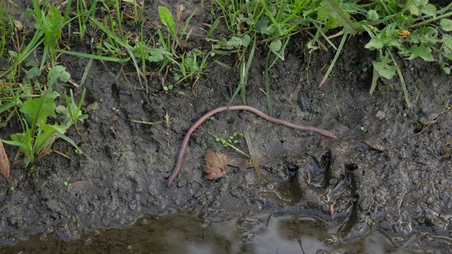Common European earthworm slowly crawls on the ground (Lumbricus terrestris)