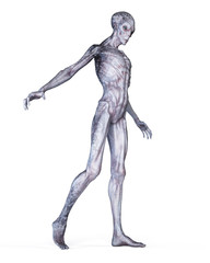 Fototapeta na wymiar 3d rendered illustration of an alien isolated on white