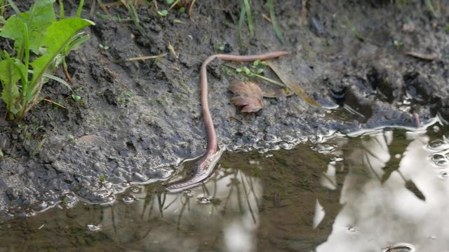 Common European earthworm slowly crawls on the ground (Lumbricus terrestris)