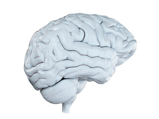 3d rendered medically accurate illustration of a white brain isolated on white