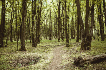 Long rural forest road landscape.