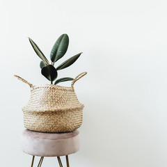 Home plant ficus elastica robusta in straw bag on stool on white background. Minimal modern...