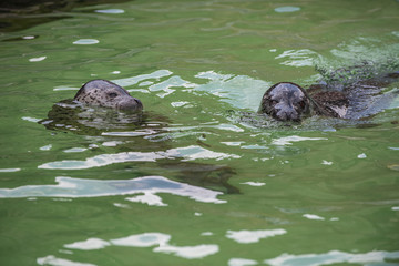Fototapeta premium Happy spotted seal enjoy swimming and showing off its uniqueness character.