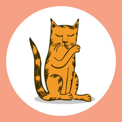 Cat washing licking lick vector illustration hand drawing pet character