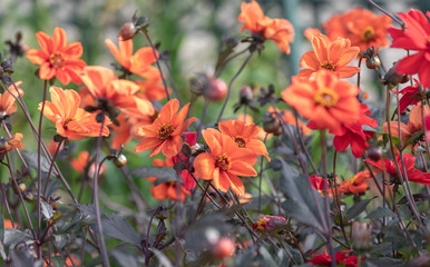  colorful flowers in the park