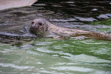 Happy spotted seal enjoy swimming and showing off its uniqueness character.