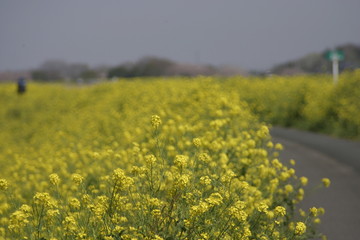 土手沿いの菜の花畑