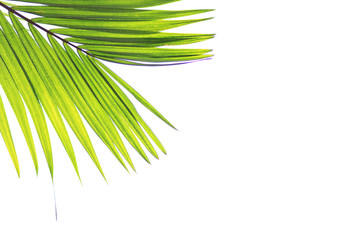 Green leaves of palm tree isolated on white background In the top left corner